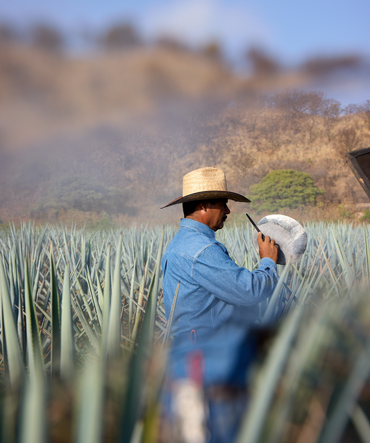 Rooted in Place: Exploring Laelia’s Lowland Terroir in Amatitán