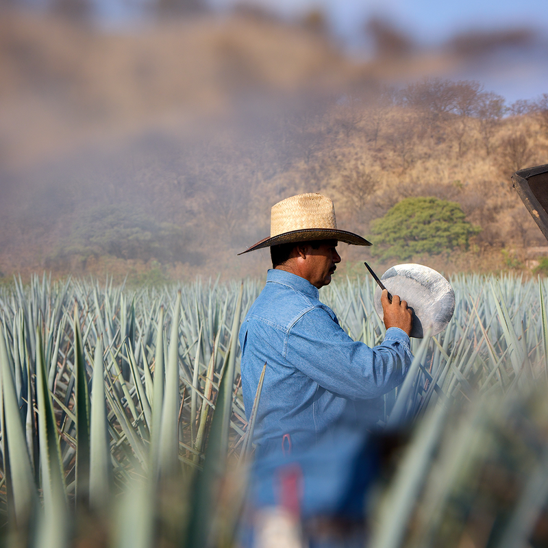Rooted in Place: Exploring Laelia’s Lowland Terroir in Amatitán