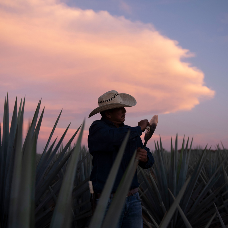 From Earth to Bottle: Laelia’s Commitment to Nature